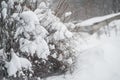 Frost on the branches in winter. Winter landscape.Winter Background with snow branches tree leaves . Christmas greeting card Royalty Free Stock Photo