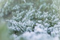 Frost on the branches in winter. Winter landscape.Winter Background with snow branches tree leaves . Christmas greeting card Royalty Free Stock Photo