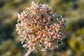 Winter Morning Frost on a flower Royalty Free Stock Photo