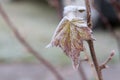 Frost on Brown Leaf