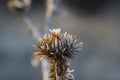 Frost burdock with snowy background Royalty Free Stock Photo