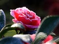 Frost camellia,neighbor`s flowers.