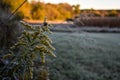 Frost Clinging to a Goldenrod Wildflower