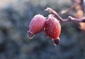 Frost coated red rose hips Royalty Free Stock Photo