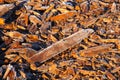 Frost coated wood chips