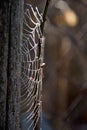 Frost cobweb in a cold morning. Spider web on an old wire fence. Cobweb ,spiderweb with water drop Royalty Free Stock Photo