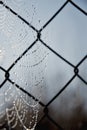 Frost cobweb in a cold morning. Spider web on an old wire fence. Cobweb ,spiderweb with water drop Royalty Free Stock Photo