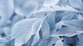 frost cold ice background