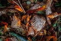 Frost on colorful autumn leaves Royalty Free Stock Photo