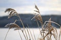 Frost on Common Reed in Winter