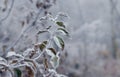 Frost-covered apple tree branch with dry leaves in early winter Royalty Free Stock Photo