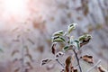 Frost-covered apple tree branch with dry leaves in the sunlight Royalty Free Stock Photo