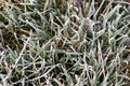 Frost-covered autumn grass, grass background, the first frosts Royalty Free Stock Photo