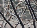 Frost covered berries on a bare tree branch on a cold winter morning close up macro of ice on fruit Royalty Free Stock Photo