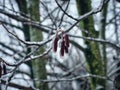 Frost covered berries on a bare tree branch on a cold winter morning close up macro of ice on fruit Royalty Free Stock Photo