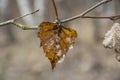 Frost covered birch dry leaf on tree branch_ Royalty Free Stock Photo