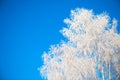 Frost covered birch tree against blue sky Branches covered with snow Royalty Free Stock Photo