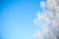 Frost covered birch tree against blue sky Branches covered with snow Royalty Free Stock Photo