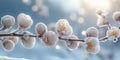 Frost covered blossoms. Winter sunlight, bokeh background. Royalty Free Stock Photo