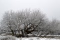 Winter seasonal Frost covered Box Elder Tree Acer Negundo in the aceraceae family