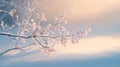 Frost-Covered Branch Against a Soft, Pastel Sky Royalty Free Stock Photo