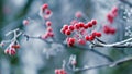 Frost-covered branch of mountain ash with red berries Royalty Free Stock Photo