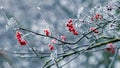 Frost-covered branch of mountain ash with red berries Royalty Free Stock Photo