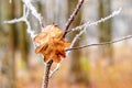 Frost-covered branch with oak leaves in the forest