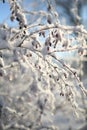 Frost-covered branch with red berries. Royalty Free Stock Photo