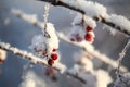 Frost-covered branch with red berries. Royalty Free Stock Photo