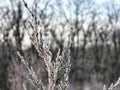 Frost Covered Branches of a Fir Tree: Early winter morning a fir tree branch shows its green color through the frost and ice