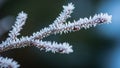 Fern like plants intersperse among the moss adding texture and contrast Royalty Free Stock Photo
