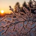 Omposition highlights the delicate beauty of winter in a serene Royalty Free Stock Photo
