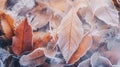 Frost covered closeup autumn leaves beautiful background. Cold weather frozen winter seasonal scene Royalty Free Stock Photo