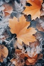 Frost covered closeup autumn leaves beautiful background. Cold weather frozen winter seasonal scene Royalty Free Stock Photo