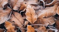 Frost covered closeup autumn leaves beautiful background. Cold weather frozen winter seasonal scene