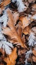 Frost covered closeup autumn leaves beautiful background. Cold weather frozen winter seasonal scene Royalty Free Stock Photo