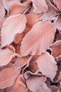 Frost covered closeup autumn leaves beautiful background. Cold weather frozen winter seasonal scene Royalty Free Stock Photo