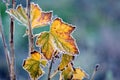 Frost-covered colorful currant leaves in the autumn garden Royalty Free Stock Photo
