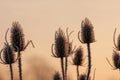 Frost covered dipsacus plants Wild teasel back list by warm morning winter sun Royalty Free Stock Photo