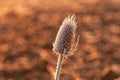 Frost covered dipsacus Wild teasel back list by warm morning winter sun Royalty Free Stock Photo