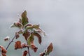 Frost-covered dry apple leaves on a tree in a thick fog Royalty Free Stock Photo
