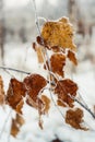 Frost covered a dry birch leaf on a tree branch. Birch with yellow leaves on the Internet. Royalty Free Stock Photo