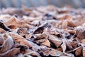 Frost-covered dry fallen leaves on the ground