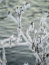 Frost covered dry plants near the unfrozen river in winter Royalty Free Stock Photo