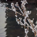 Frost covered dry plants near the unfrozen river in winter Royalty Free Stock Photo