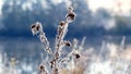 Frost-covered dry stems of milk thistle near the river