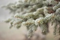 Frost-covered evergreen tree branches in winter detail Royalty Free Stock Photo