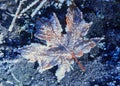 Frost-covered fallen maple leaf illuminated by sunlight