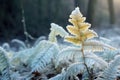 frost-covered fern leaves in a cold woodland Royalty Free Stock Photo